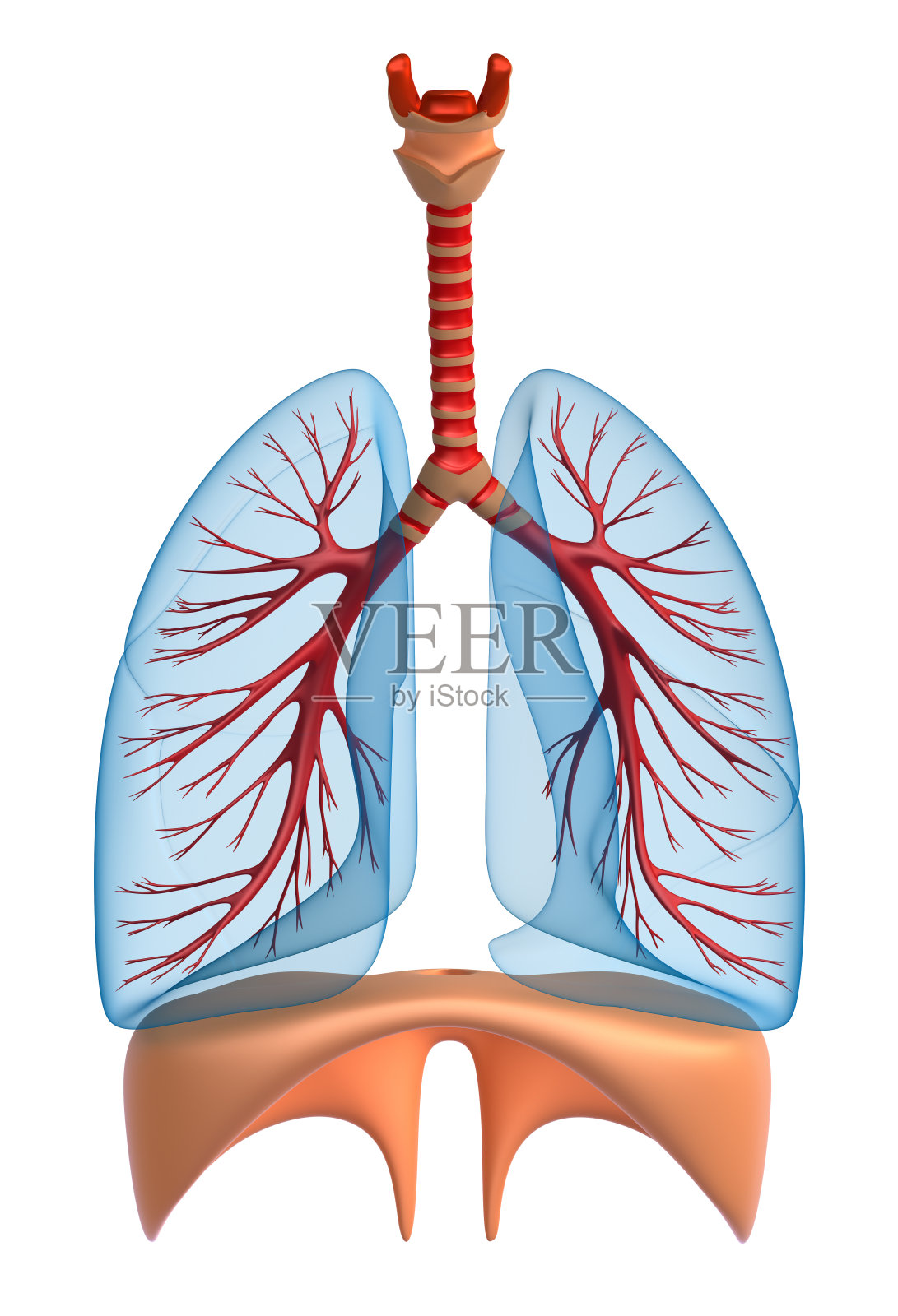 肺-肺系统照片摄影图片