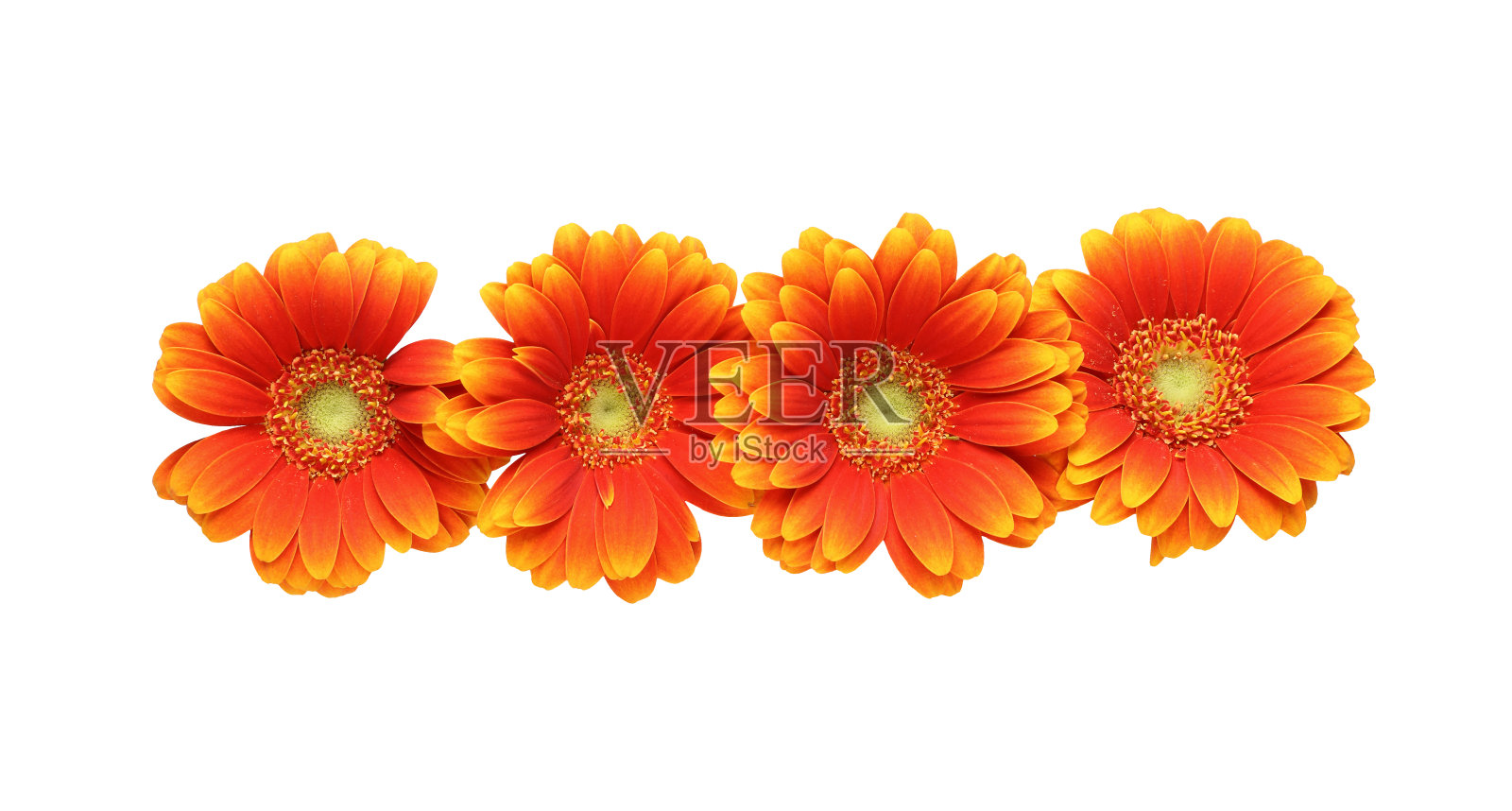 德兰士瓦雏菊的花头照片摄影图片