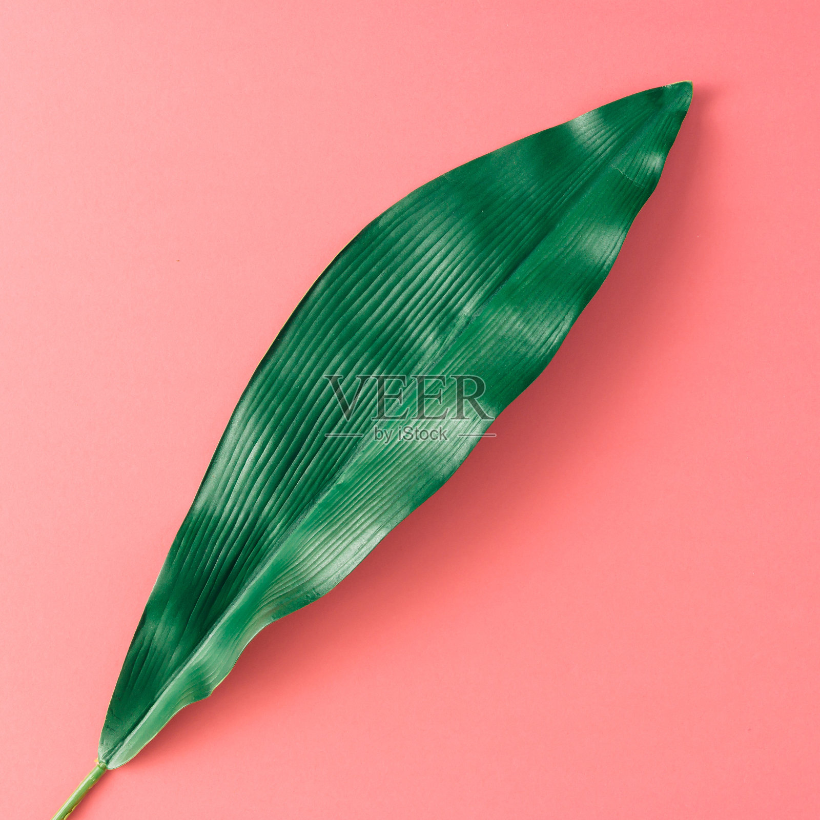 粉红色背景上的热带棕榈叶。简约的夏季自然概念。平的。照片摄影图片