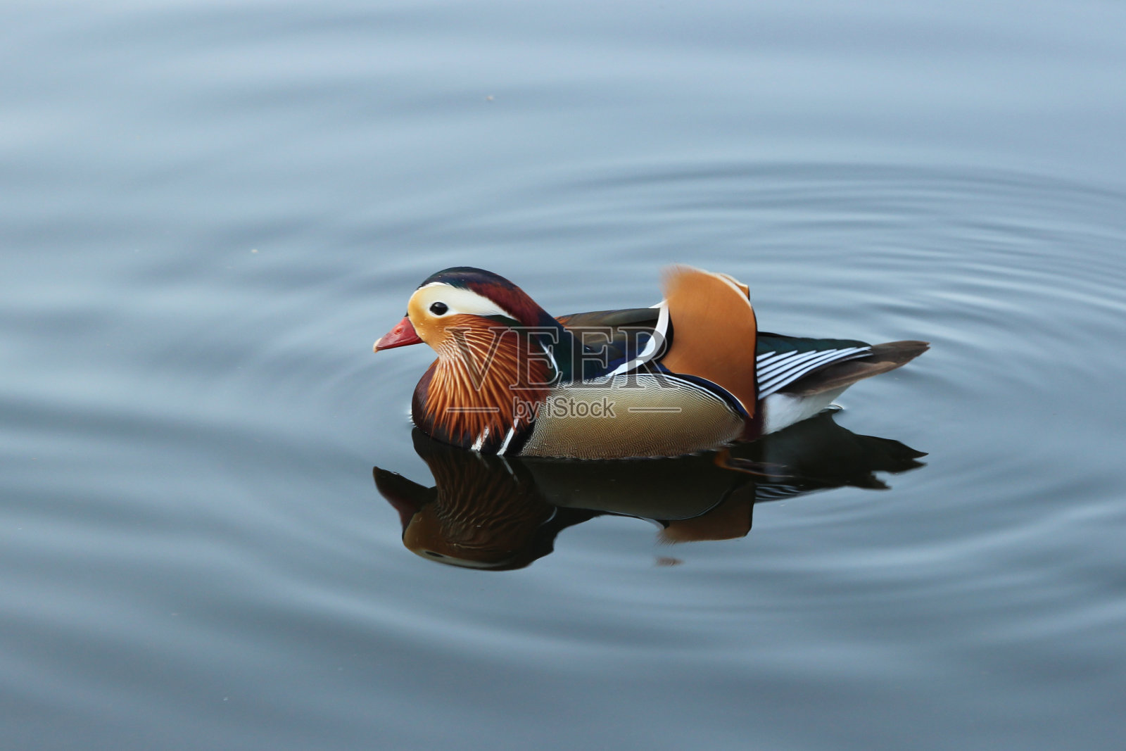 鸭子在湖中游泳的特写镜头照片摄影图片