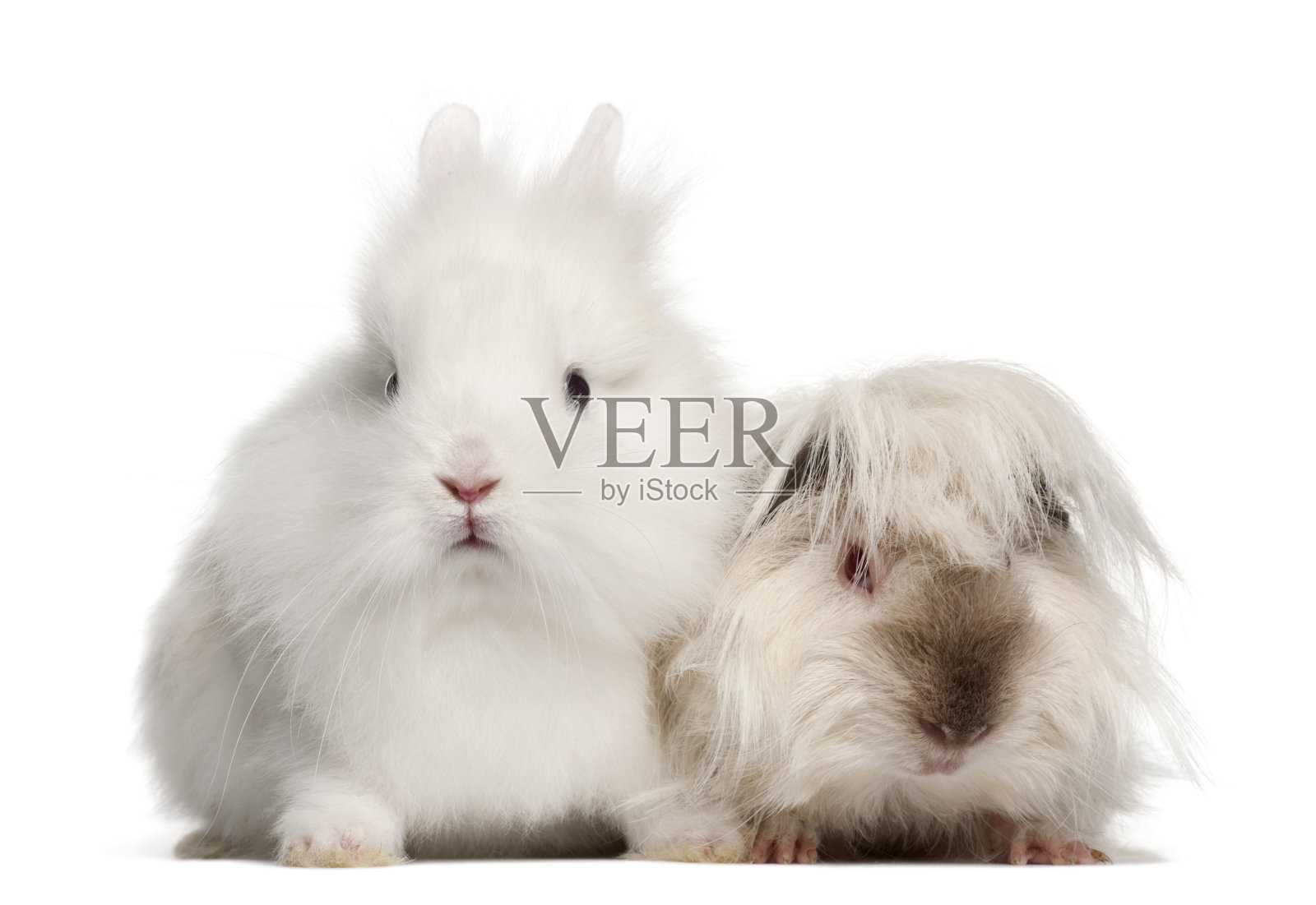 兔子和豚鼠肖像在白色的背景照片摄影图片