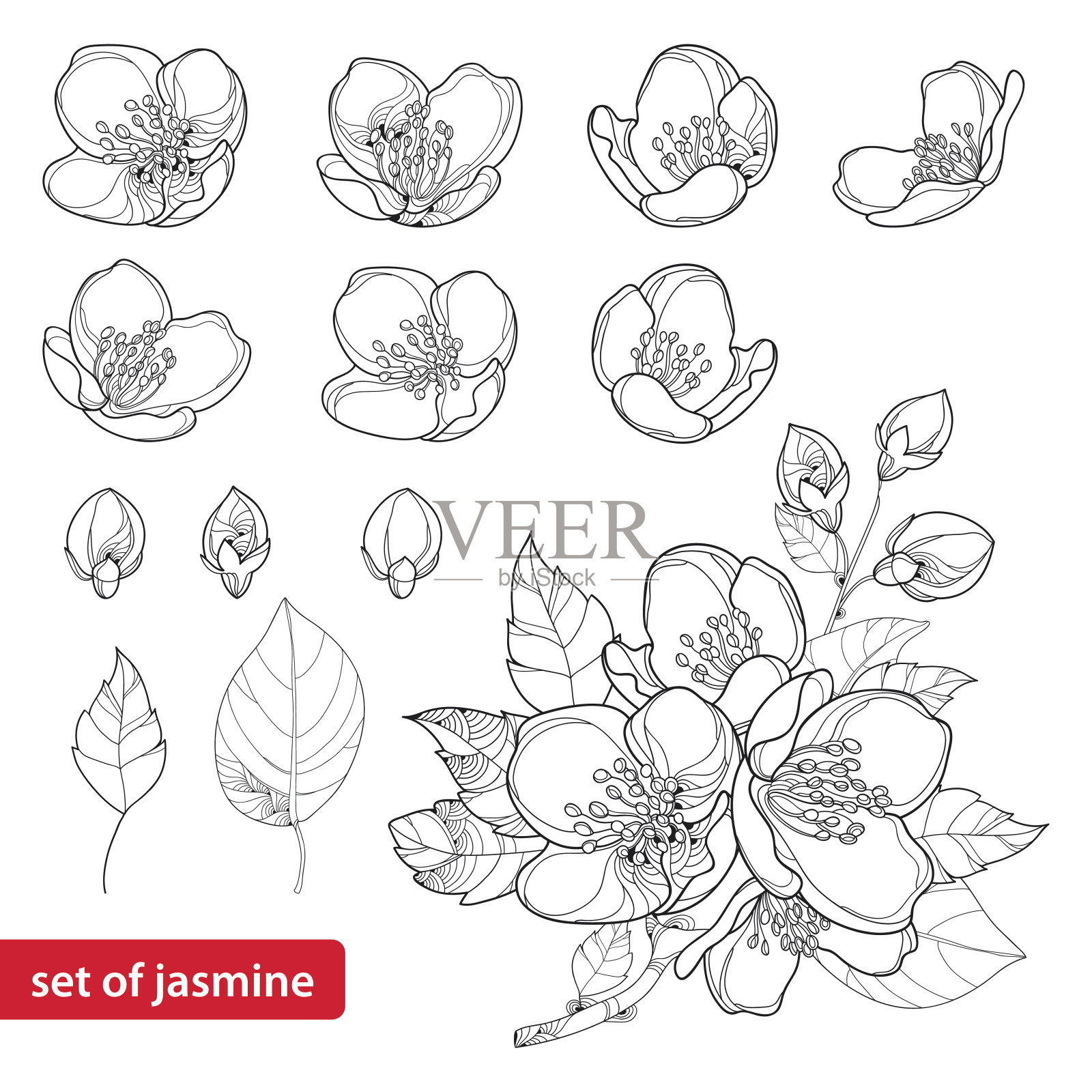 向量集茉莉花，芽和叶孤立在白色的背景。设计元素图片