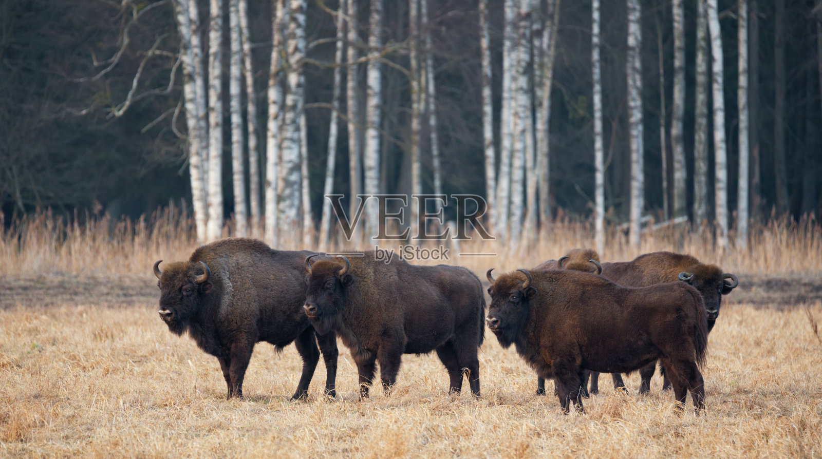 一群在田野上吃草的欧洲野牛。白桦林背景上的四只大棕色野牛。照片摄影图片