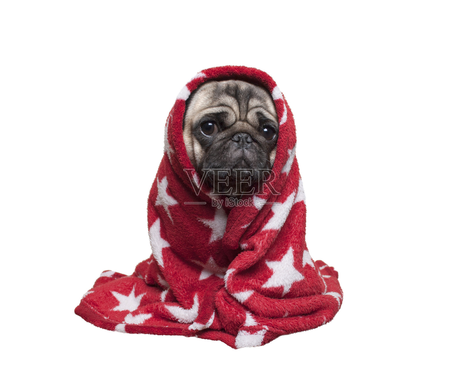 可爱的哈巴狗小狗坐下来，蜷缩在毛茸茸的红毯子，孤立在白色的背景照片摄影图片