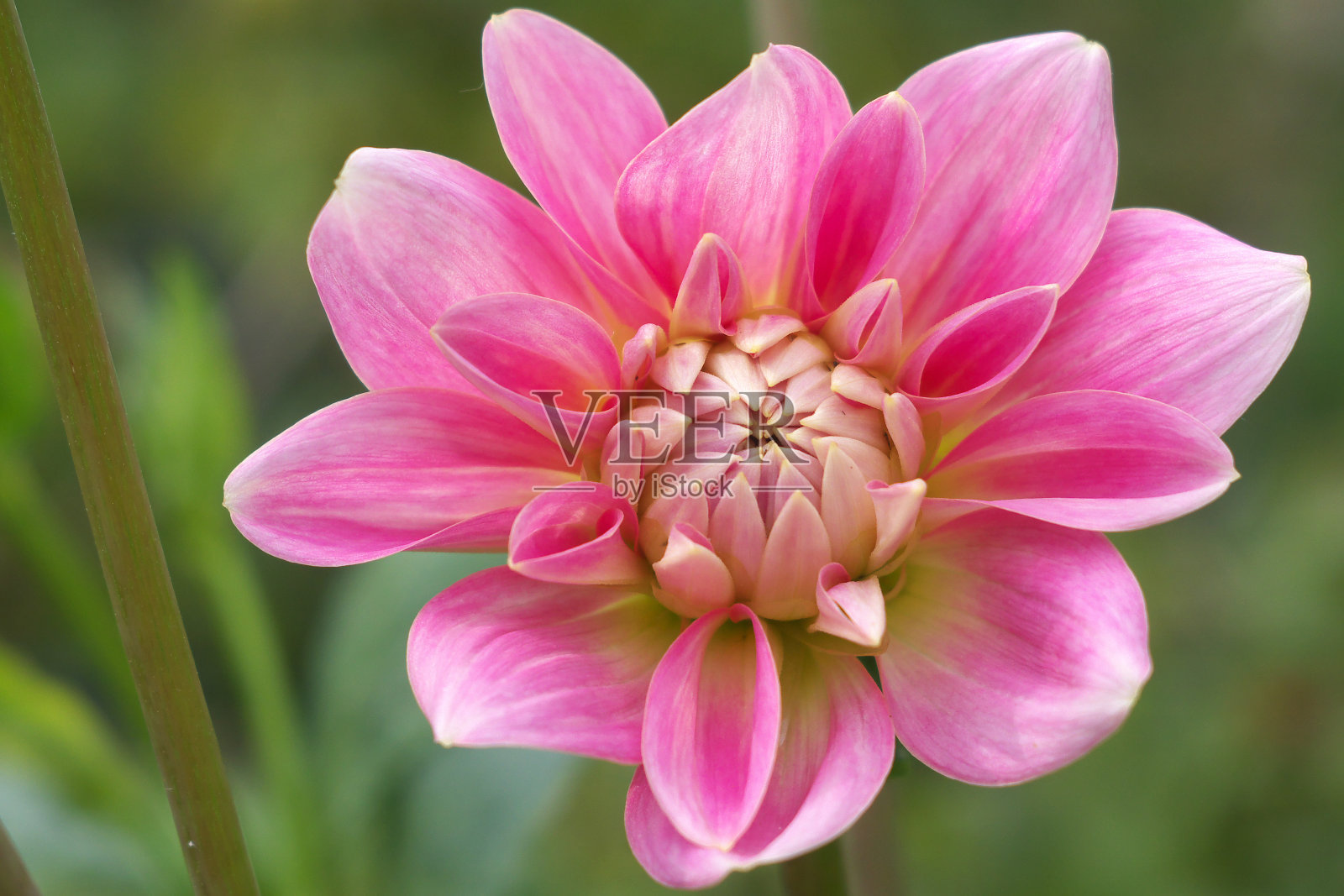 粉红色的大丽花在自然背景，特写照片照片摄影图片