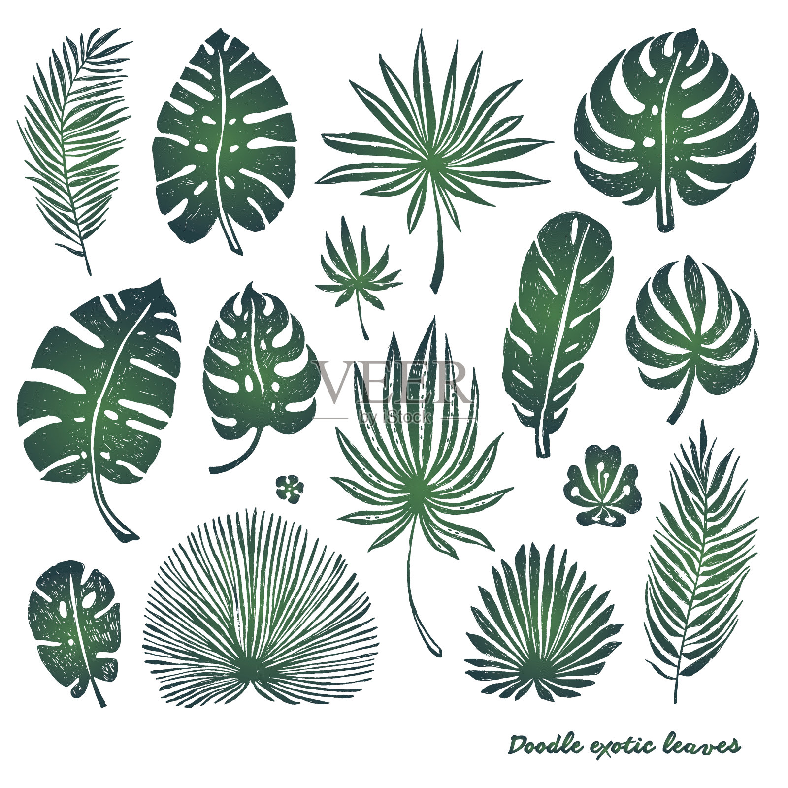 一套绿色的涂鸦异国情调的棕榈叶和植物在白色的背景插画图片素材
