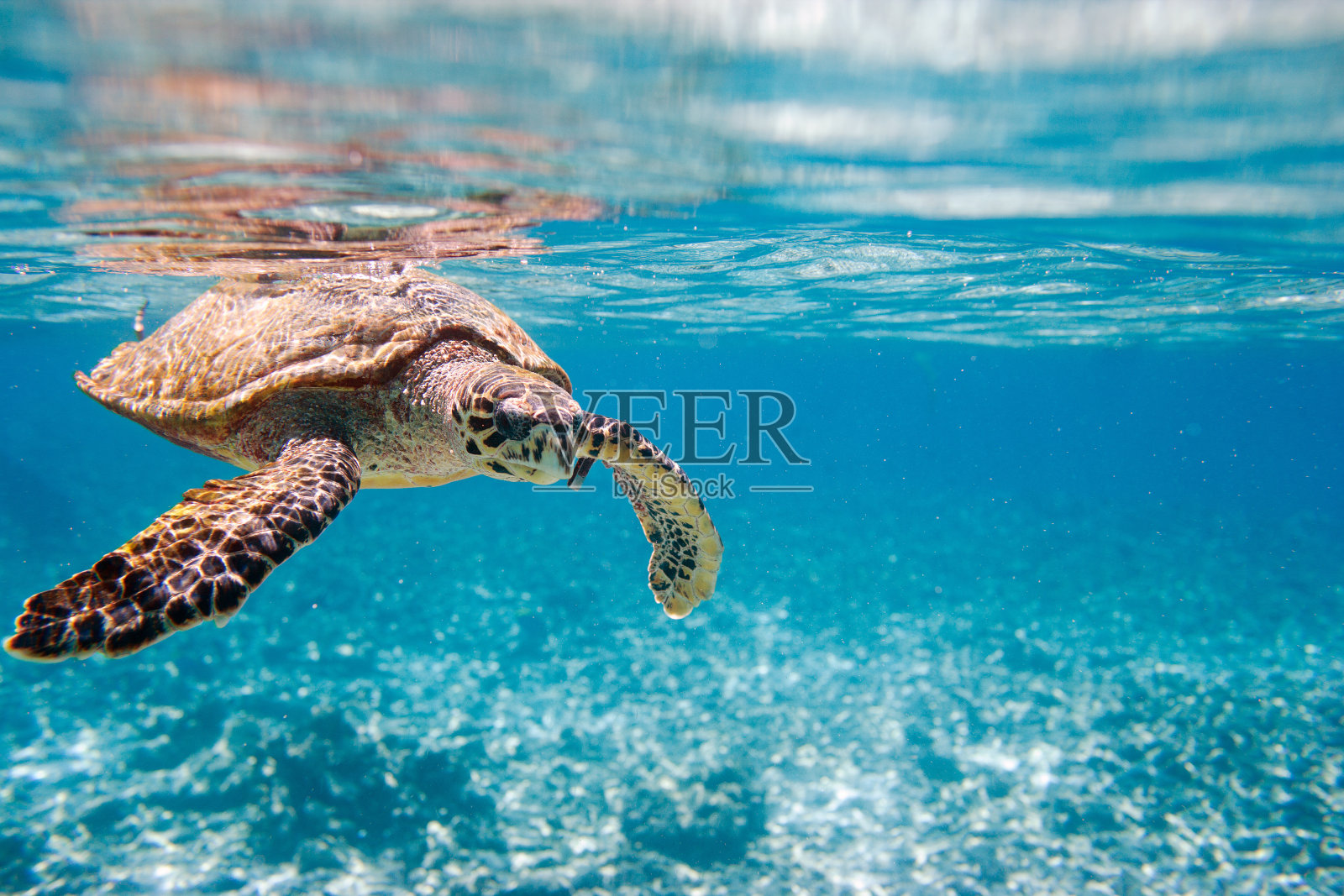 玳瑁海龟照片摄影图片