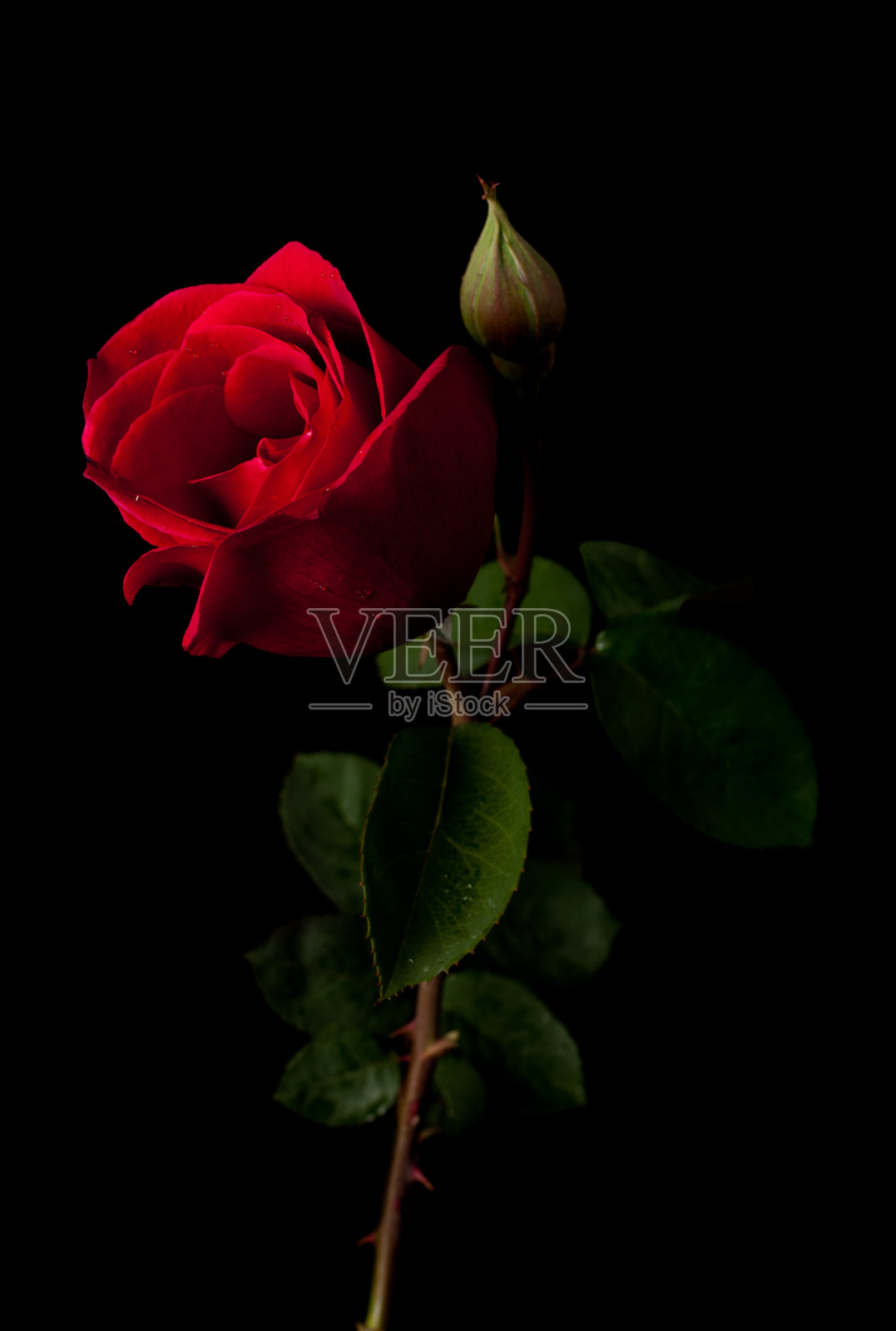 孤立在黑色背景上的红玫瑰照片摄影图片