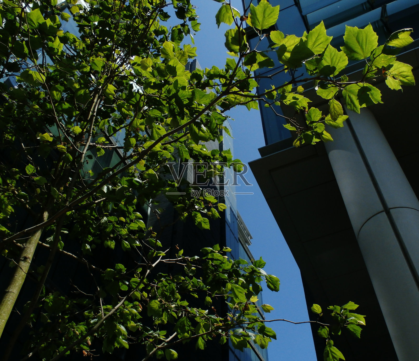 树和办公大楼背景照片摄影图片