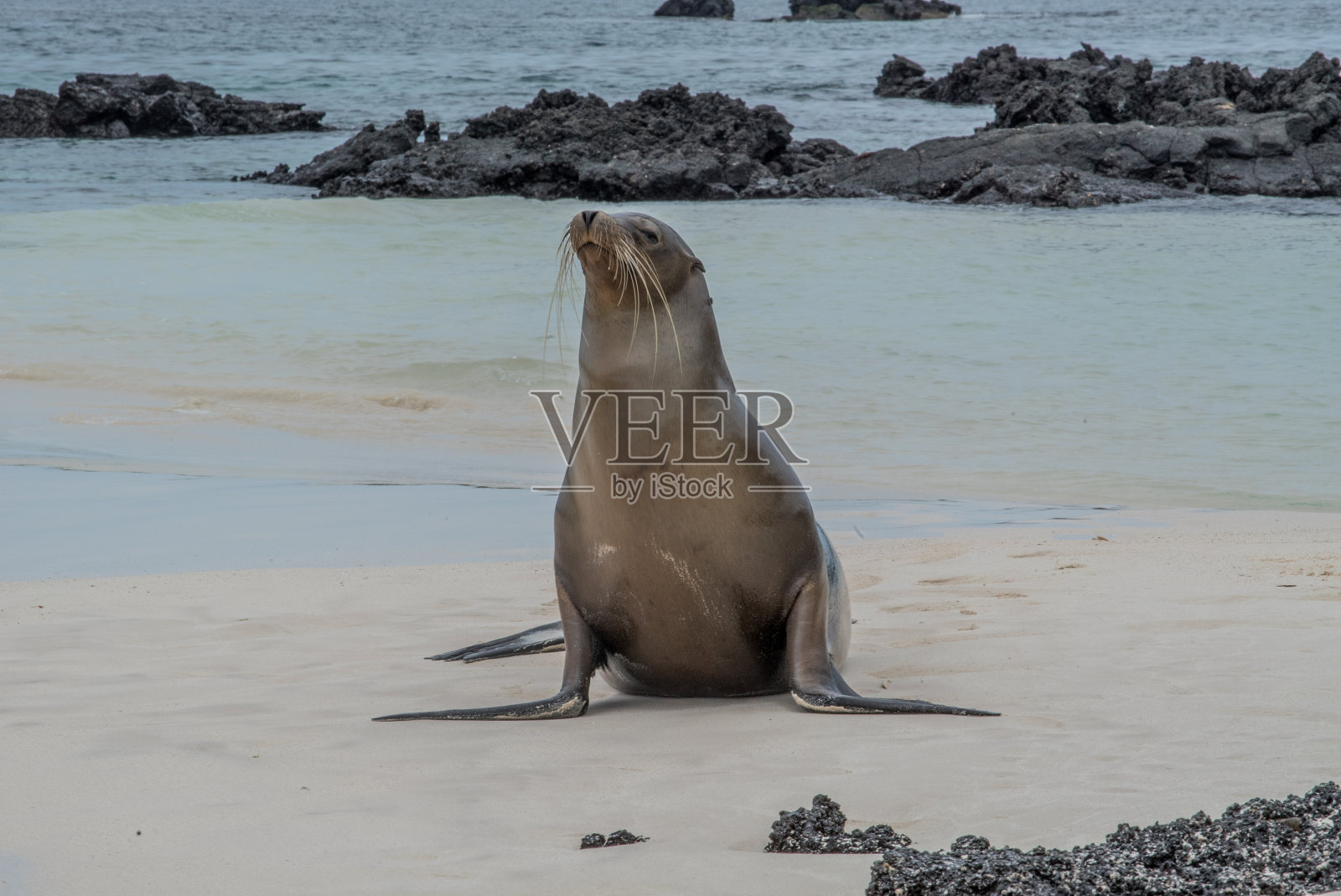 海滩上的海狮照片摄影图片