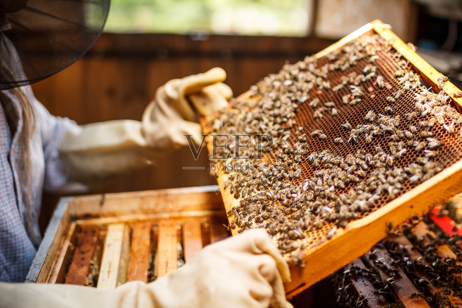 养蜂人从蜂箱中举起一个托盘照片摄影图片