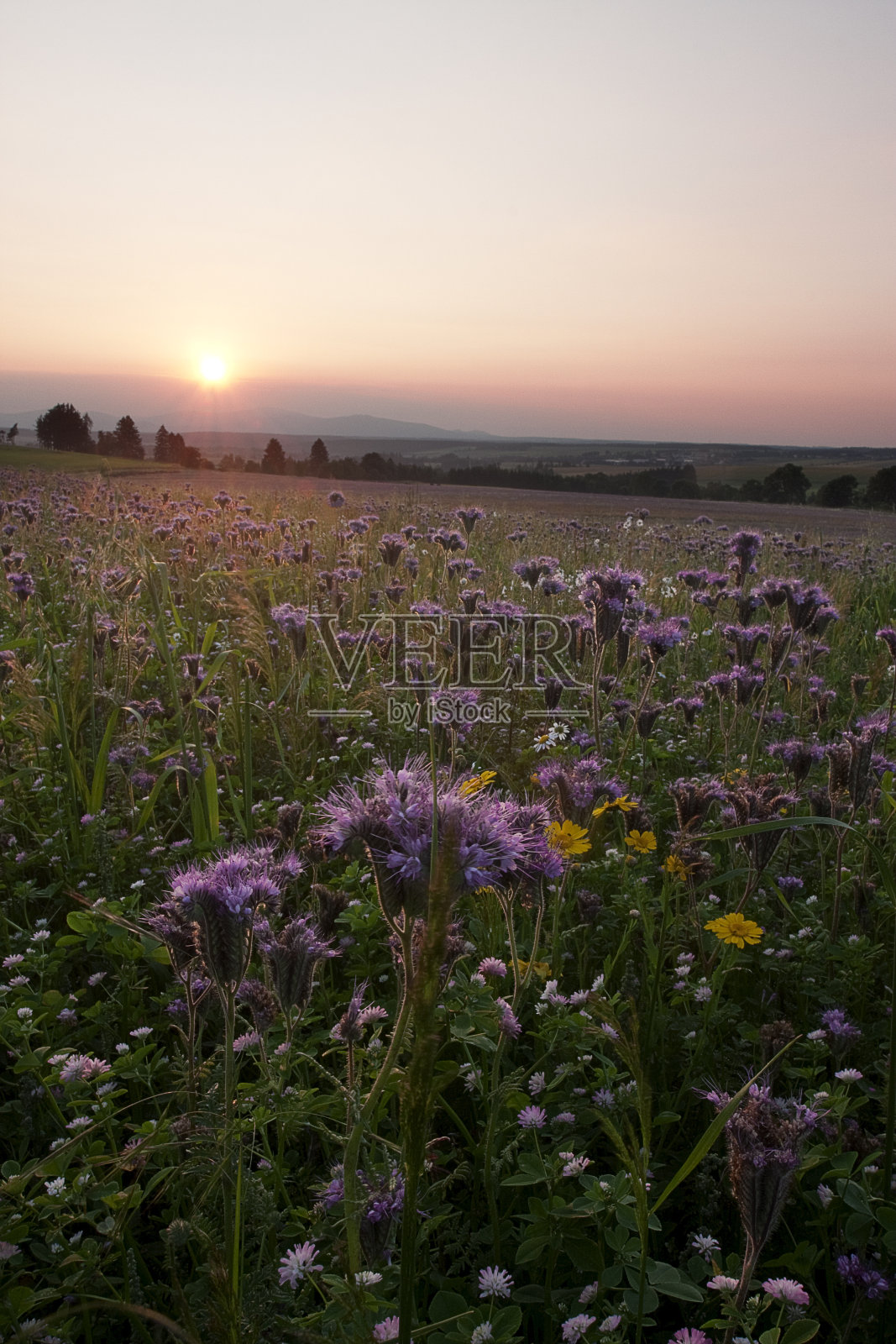 日出时田野上的蓟植物照片摄影图片