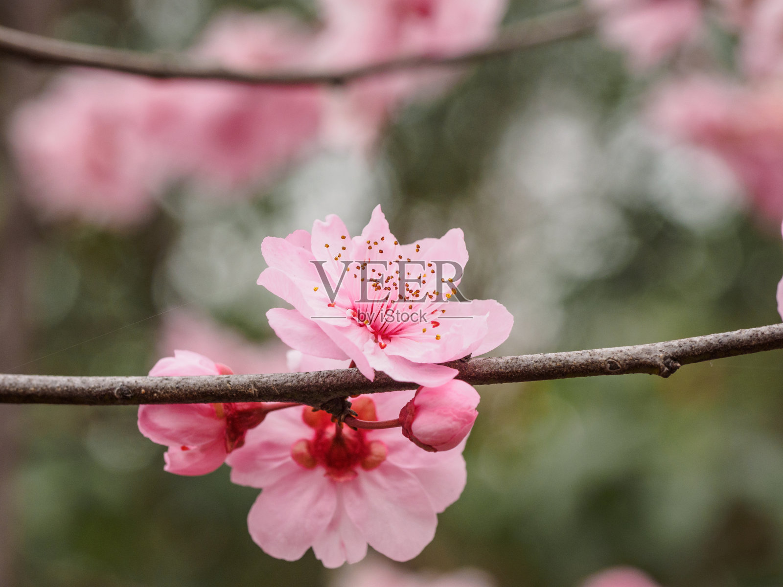 春花系列:公园里美丽的红梅，前景和背景模糊。照片摄影图片