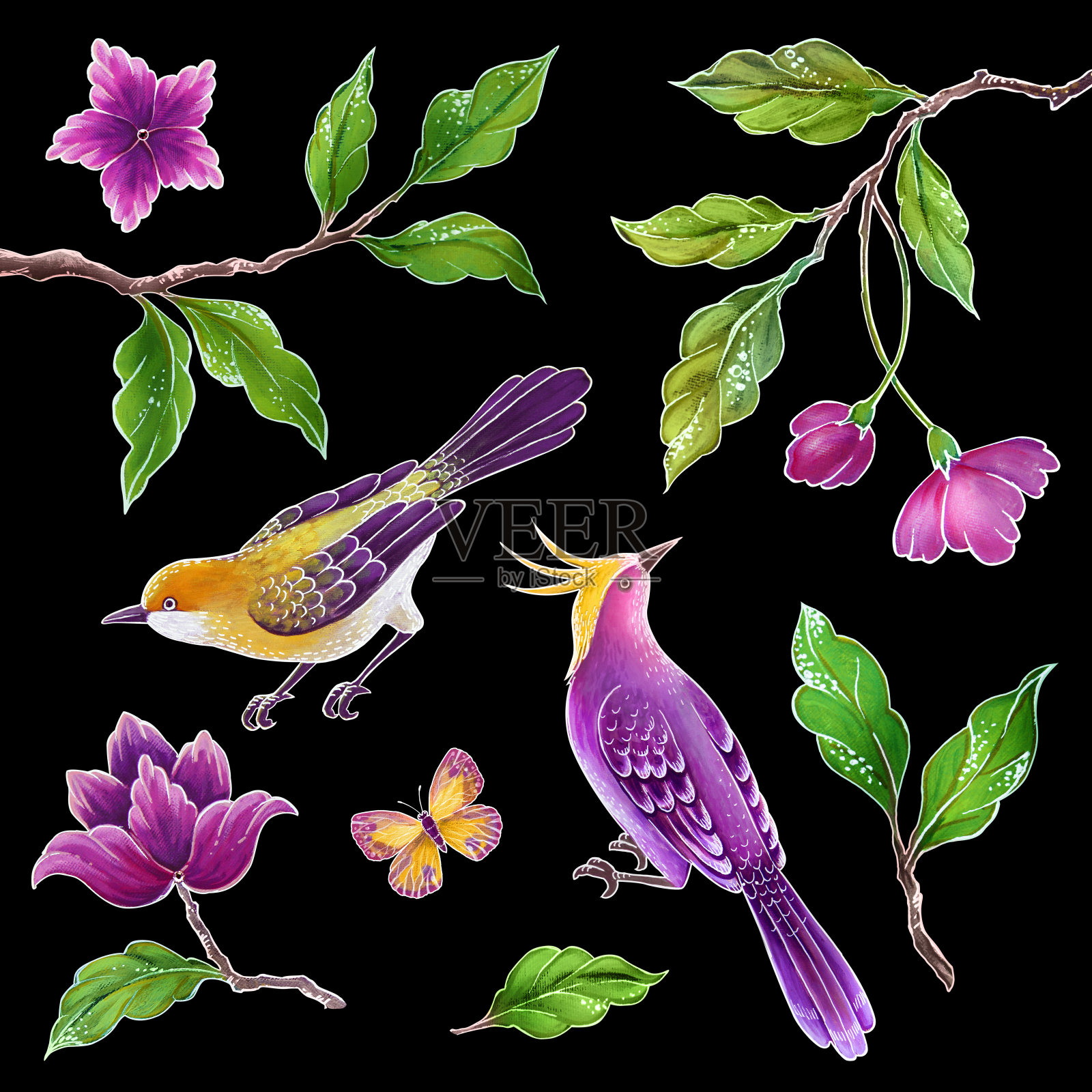 装饰鸟，鸣禽插图，蝴蝶，花和叶子，异国情调的自然剪辑艺术设置，花卉设计元素孤立在黑色的背景插画图片素材