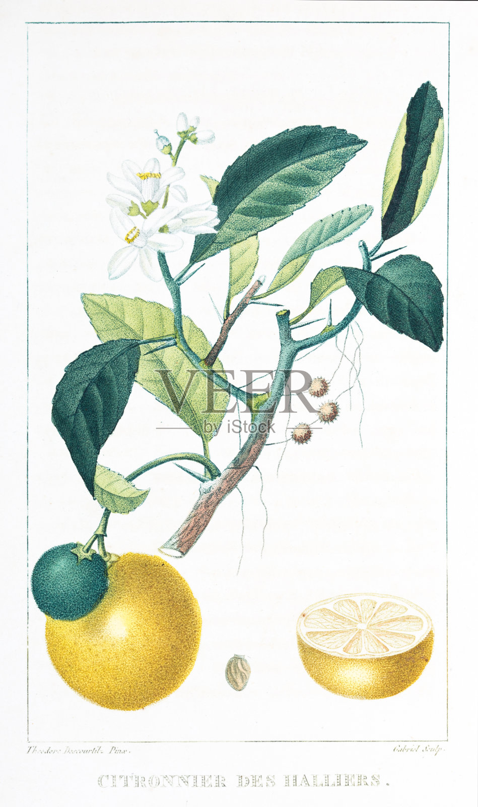 香茅(柠檬)Descourtilz彩色雕刻安的列斯群岛插画图片素材