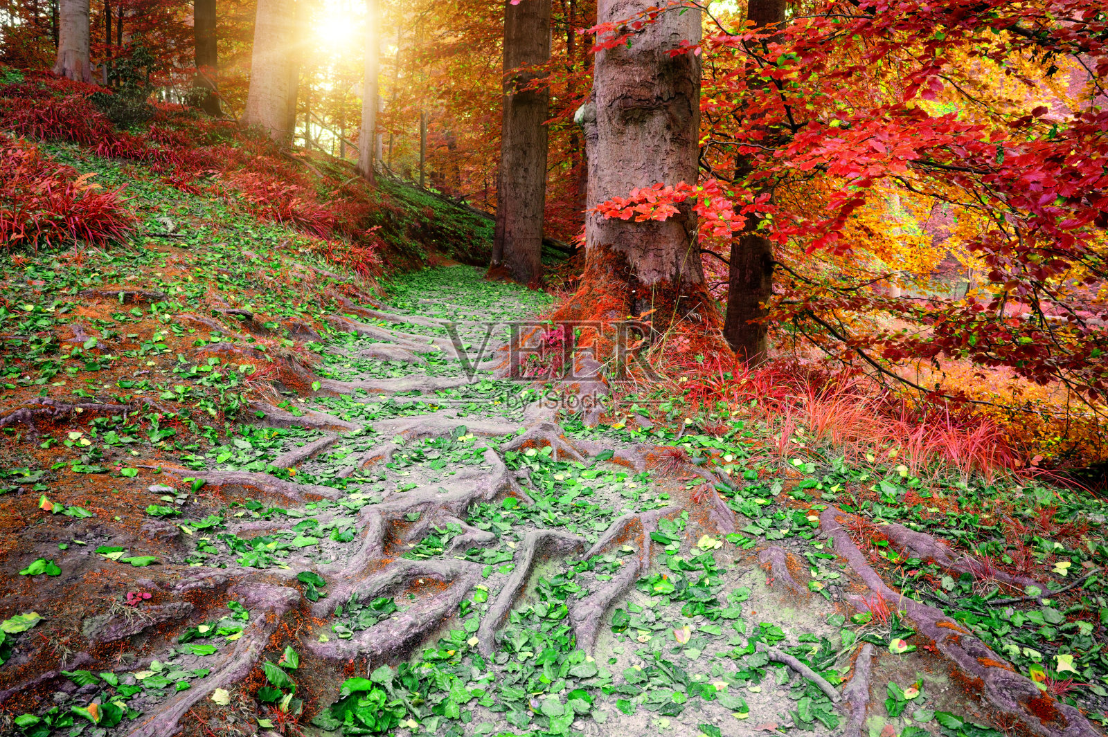 美丽的秋林景观照片摄影图片