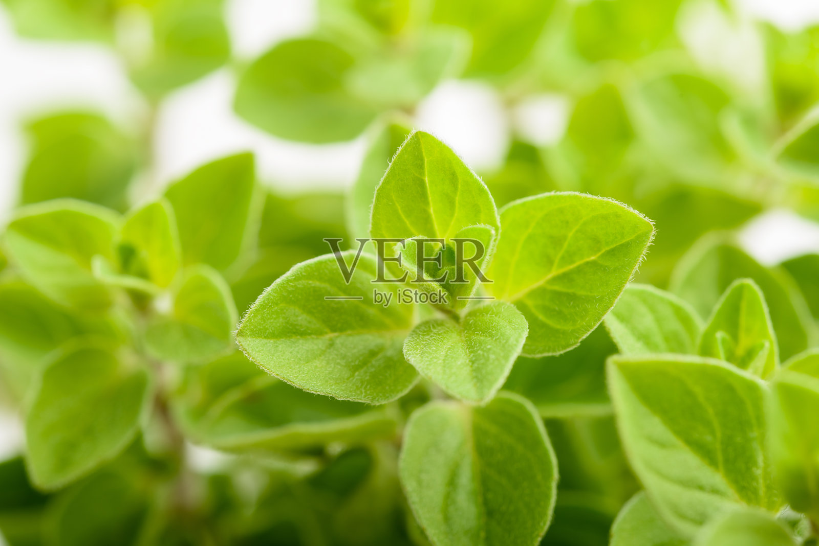 马郁兰植物背景照片摄影图片