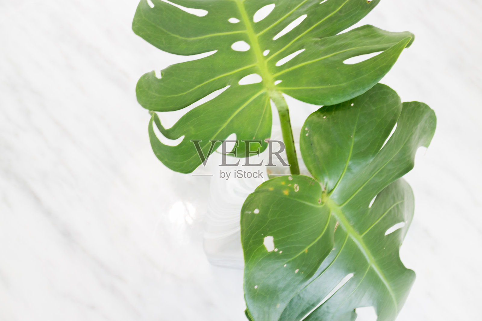 美丽的白色Mable与绿色植物在上面照片摄影图片