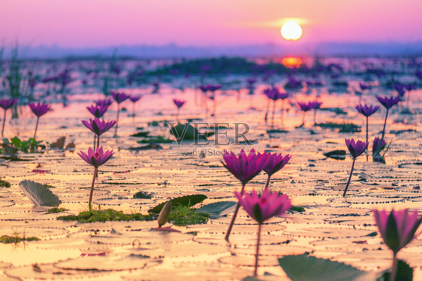 粉红色和红色的莲花湖在泰国乌东他尼照片摄影图片