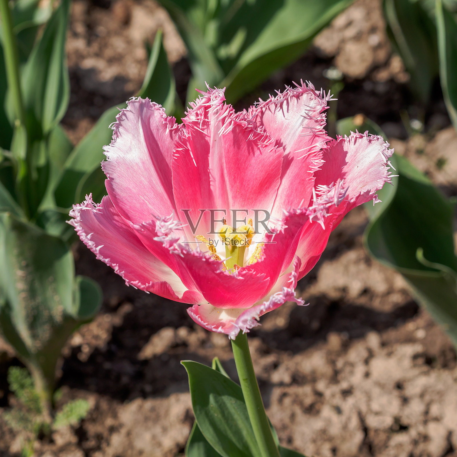 春季花卉系列，花瓣参差不齐的粉红色郁金香照片摄影图片
