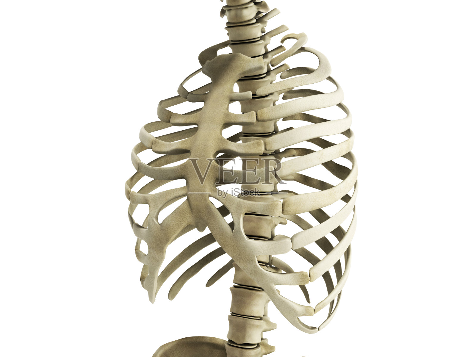 人体骨骼肋骨与脊柱解剖学前视图3D渲染设计元素图片