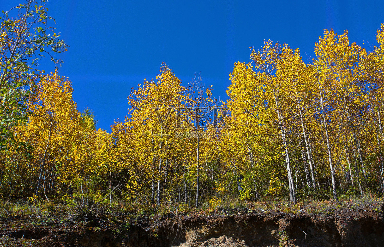 秋天的树林照片摄影图片