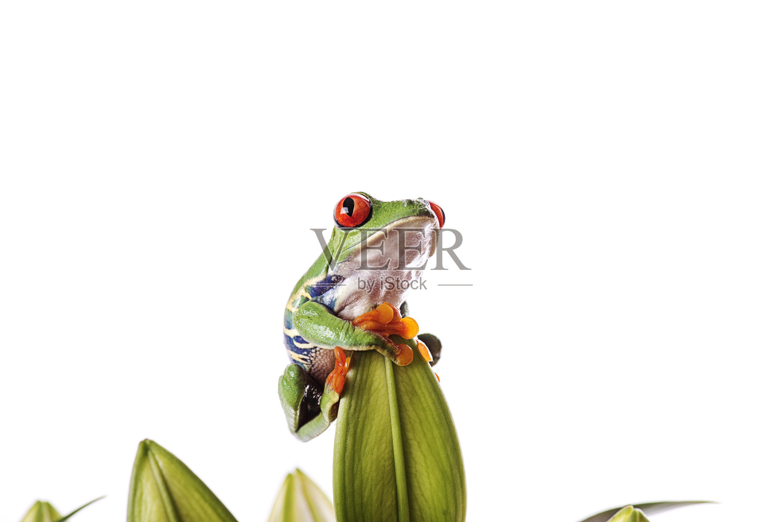 红眼树蛙在孤立的白色背景上照片摄影图片