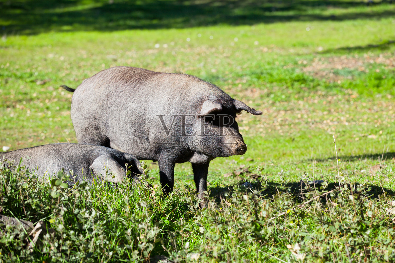 乡下的伊比利亚猪。照片摄影图片