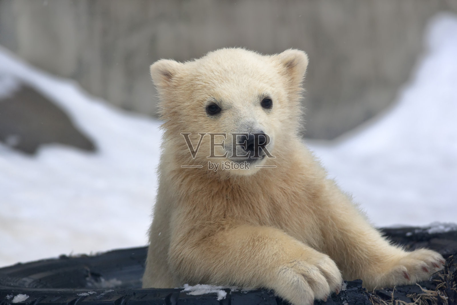 北极熊宝宝-2016年国家地理壁纸预览 | 10wallpaper.com