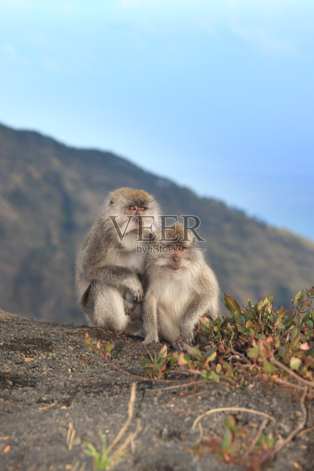 一对山地猴子照片摄影图片