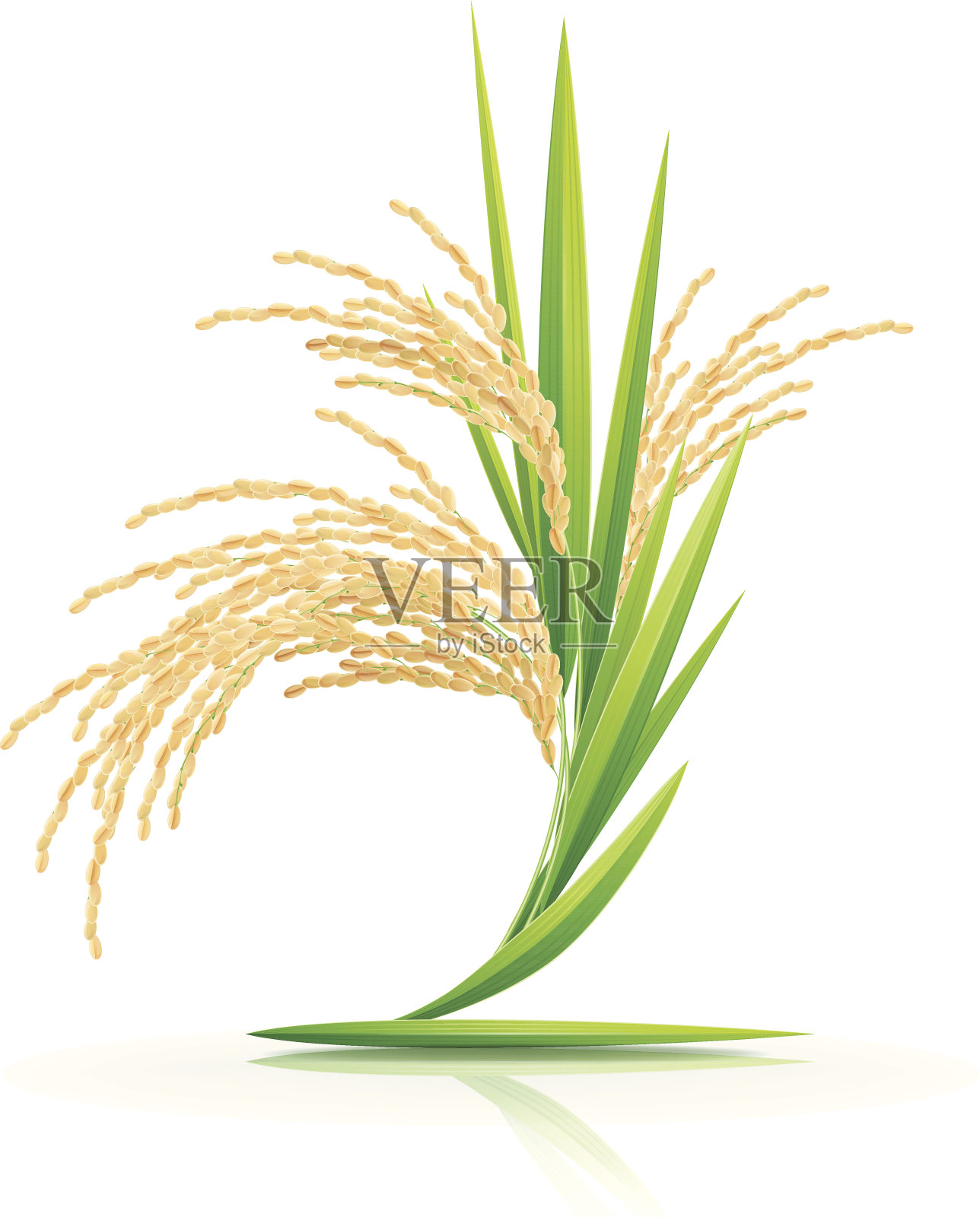白色背景上的水稻小穗。设计元素图片