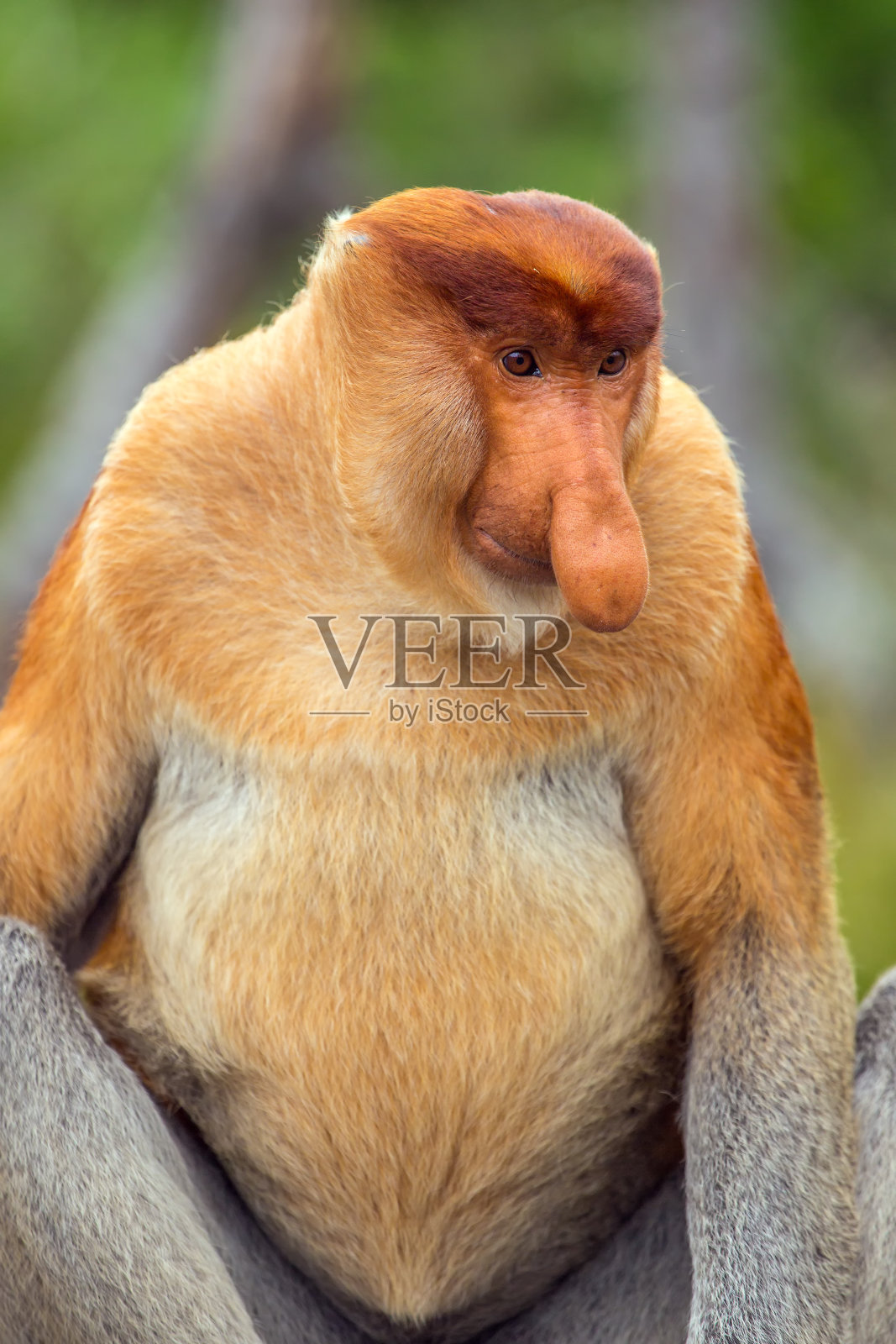 婆罗洲特有的长鼻猴(鼻幼虫)照片摄影图片