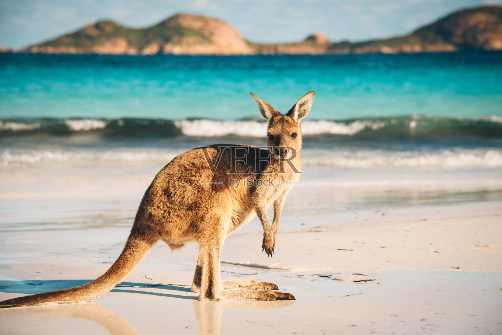 澳大利亚海滩袋鼠肖像照片摄影图片