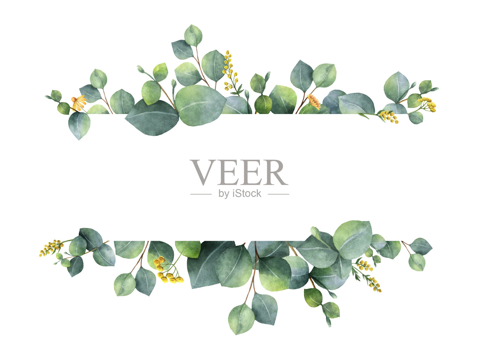水彩绿色花横幅与银美元桉树的叶子和树枝孤立在白色的背景。插画图片素材