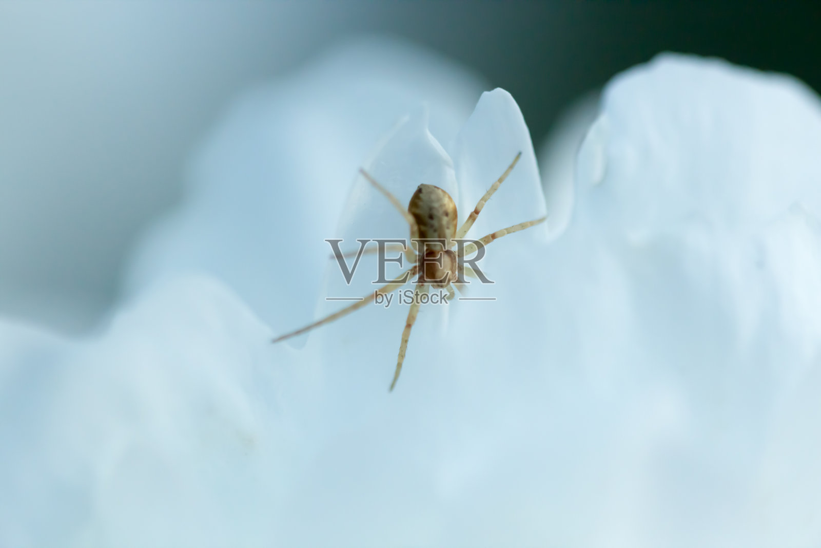 白花瓣上的蜘蛛照片摄影图片