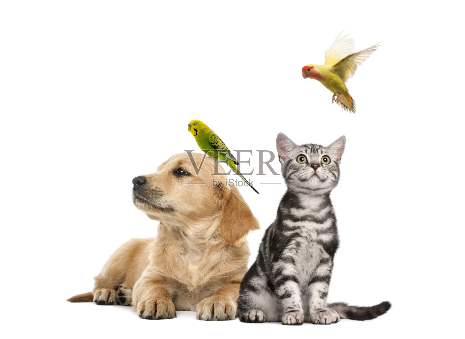一只金毛猎犬和一只长尾小鹦鹉躺在一起照片摄影图片