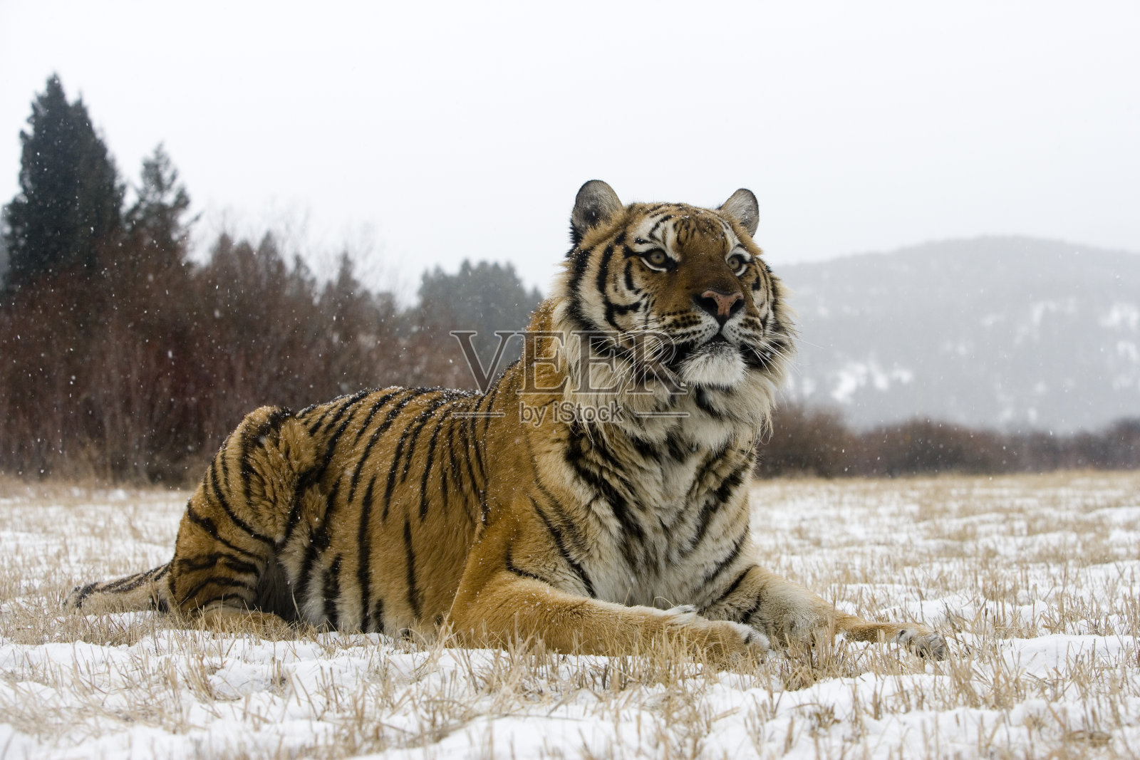 西伯利亚虎，阿尔泰卡虎照片摄影图片
