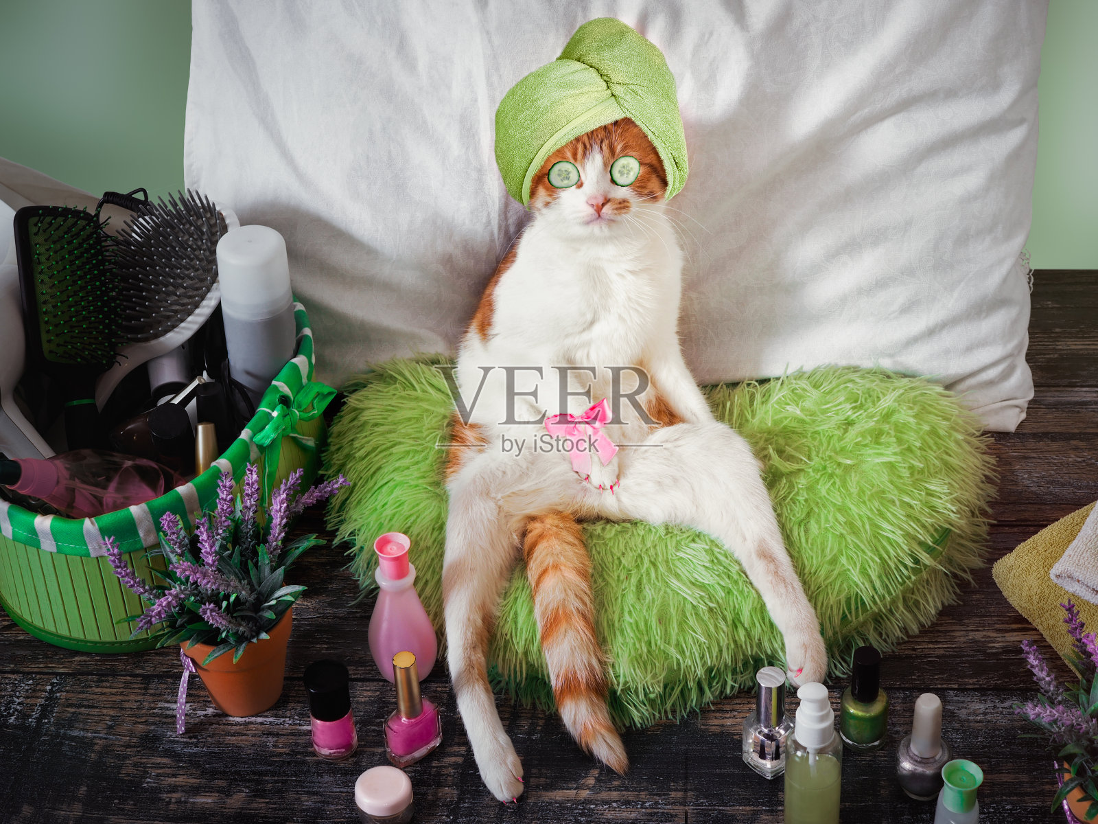 有趣的猫在动物美容院休息照片摄影图片
