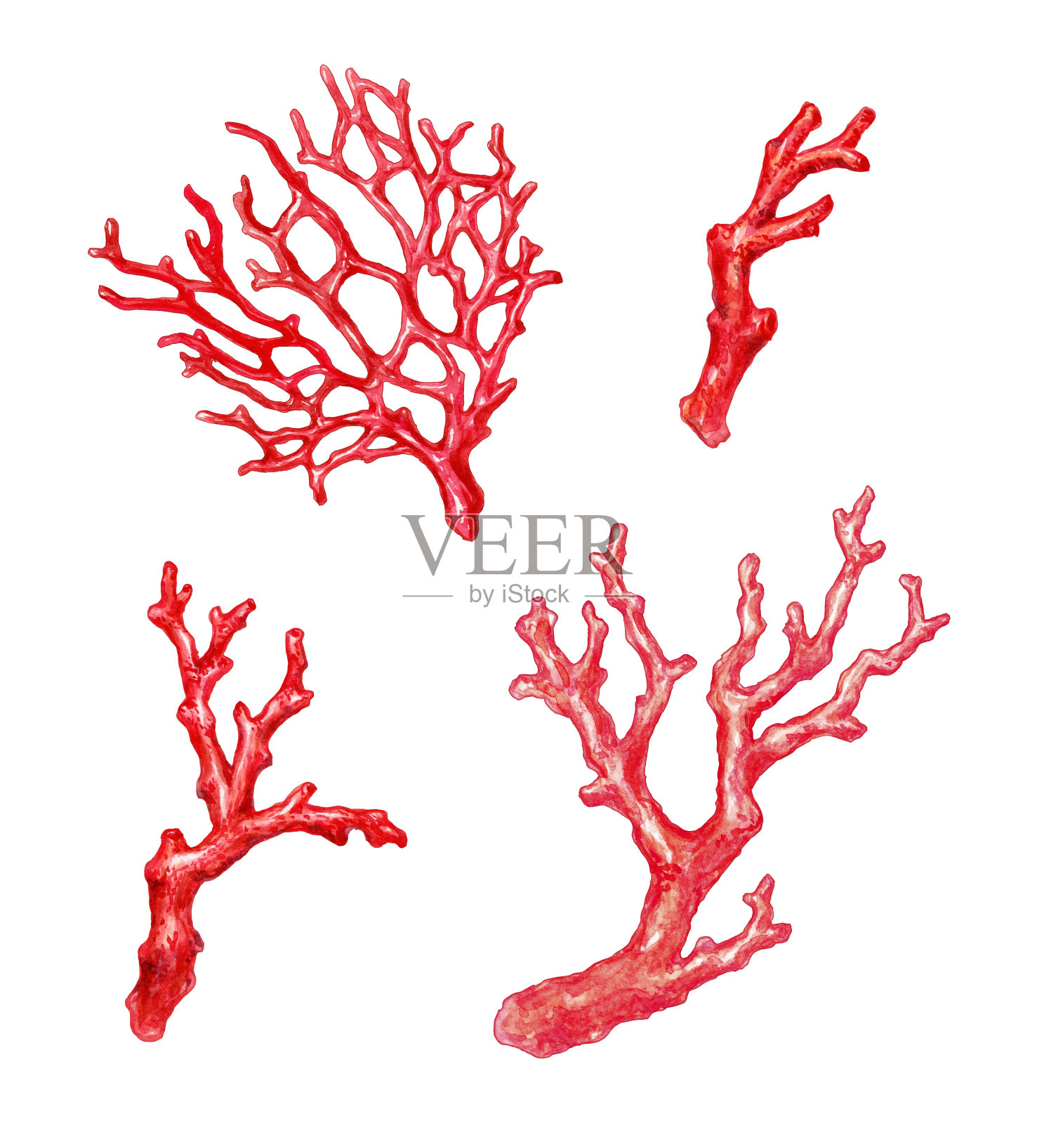 红珊瑚枝，水彩插图，孤立在白色背景照片摄影图片