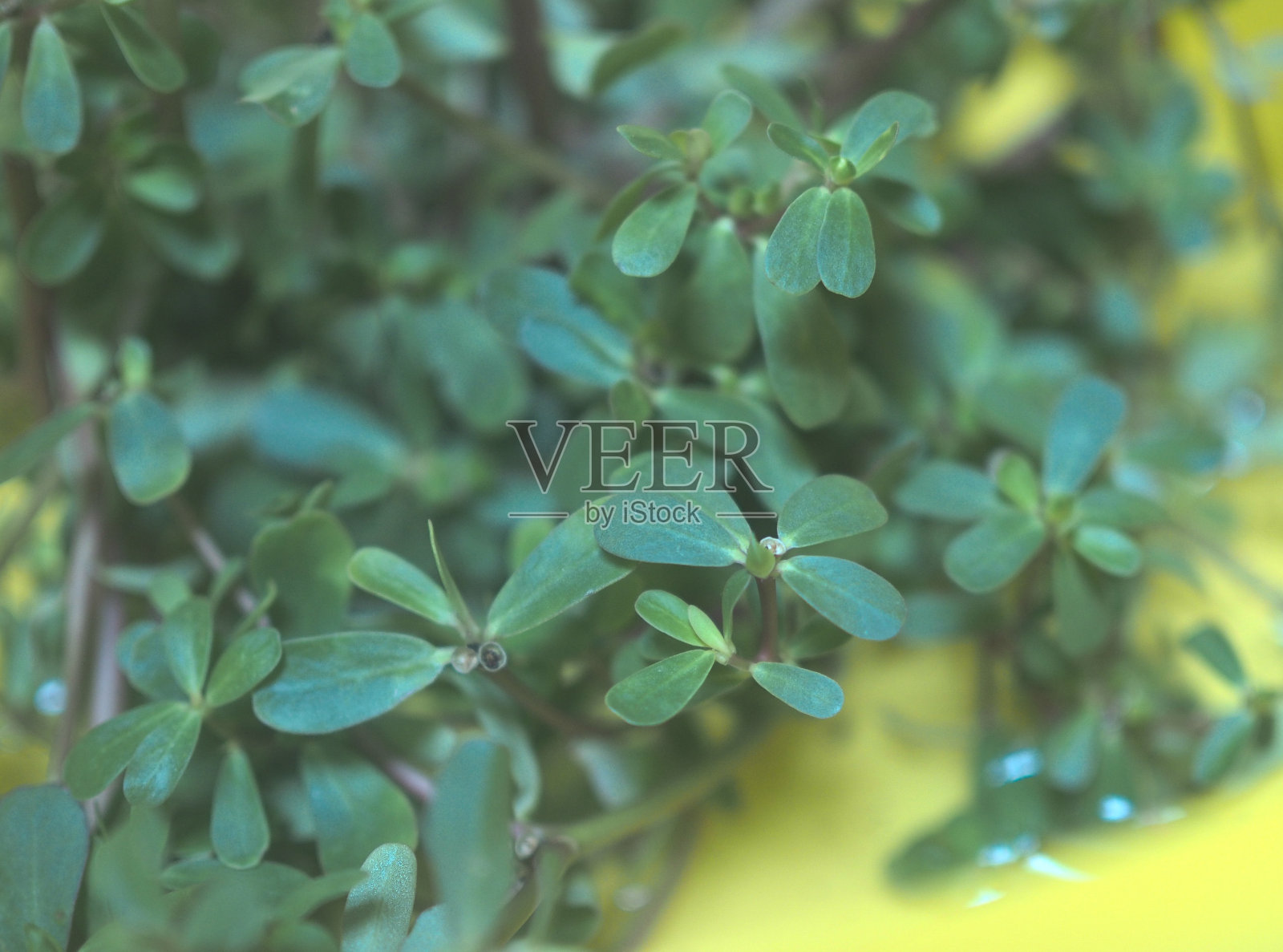 普通马齿苋也被称为verdolaga, pigweed，小猪草，红根，马齿苋)是马齿苋科的一年生肉质植物，可以达到40厘米(16英寸)高。照片摄影图片