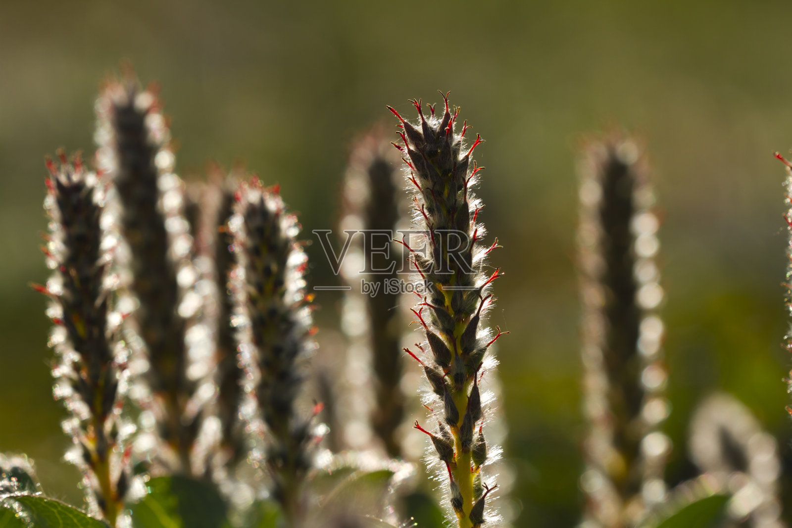 冻原植物的宏观照片摄影图片