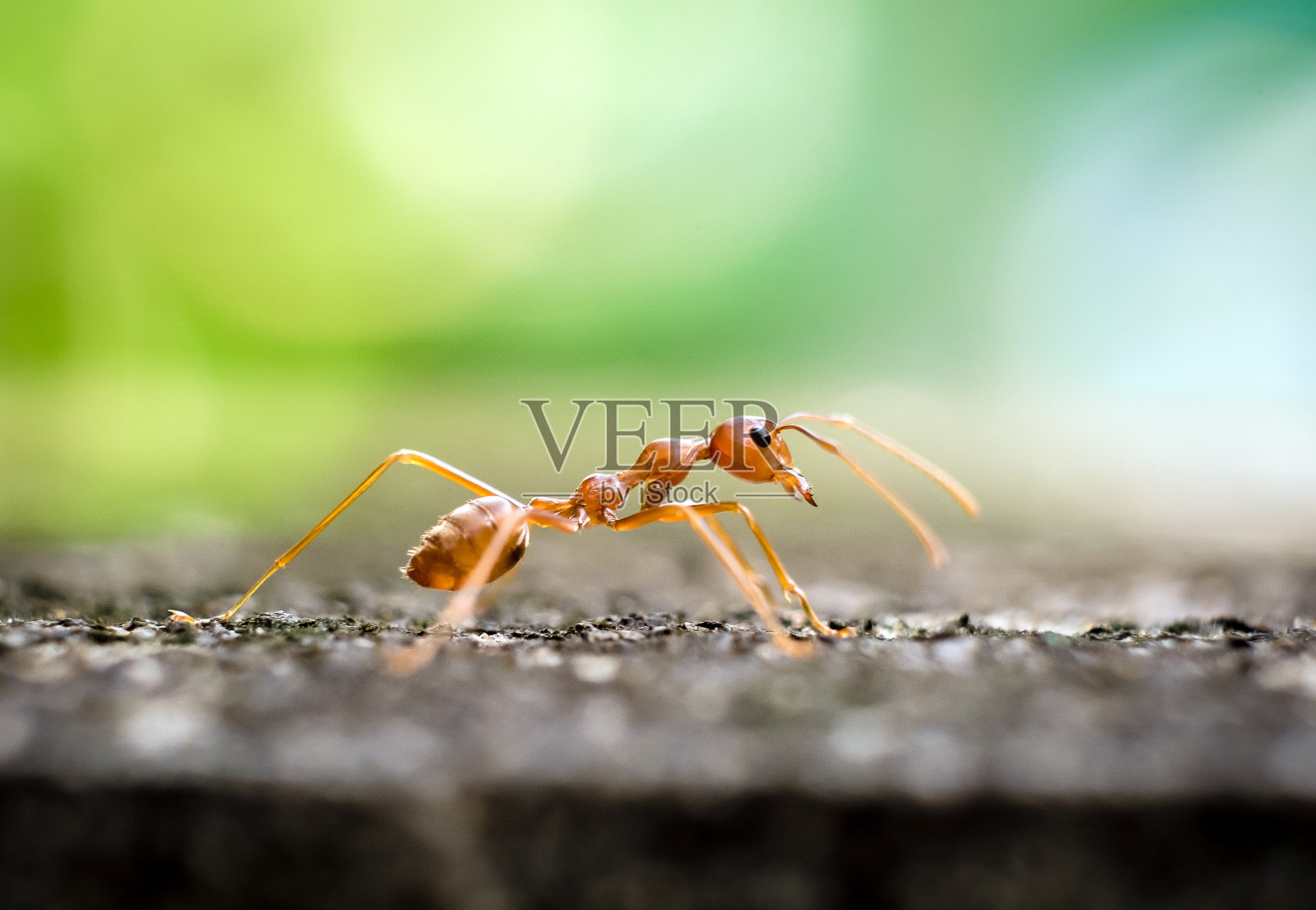 篱笆上的红蚂蚁。照片摄影图片