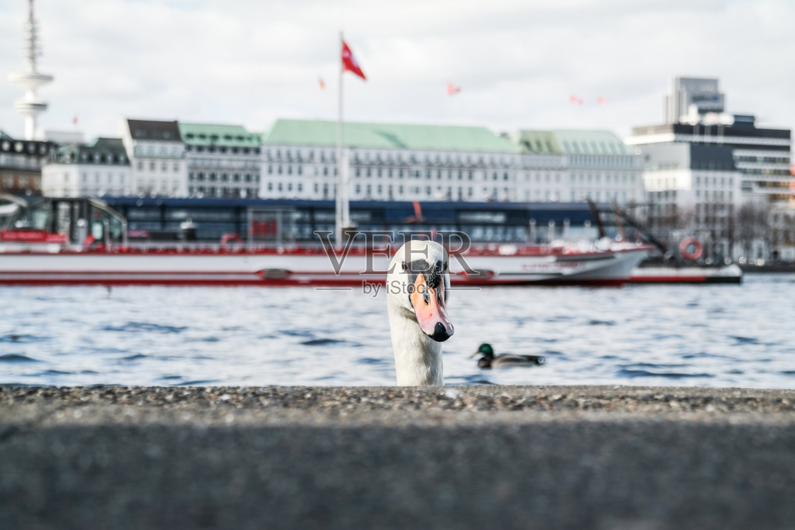 在德国汉堡的阿尔斯特湖，一只天鹅的头出现在码头墙后照片摄影图片