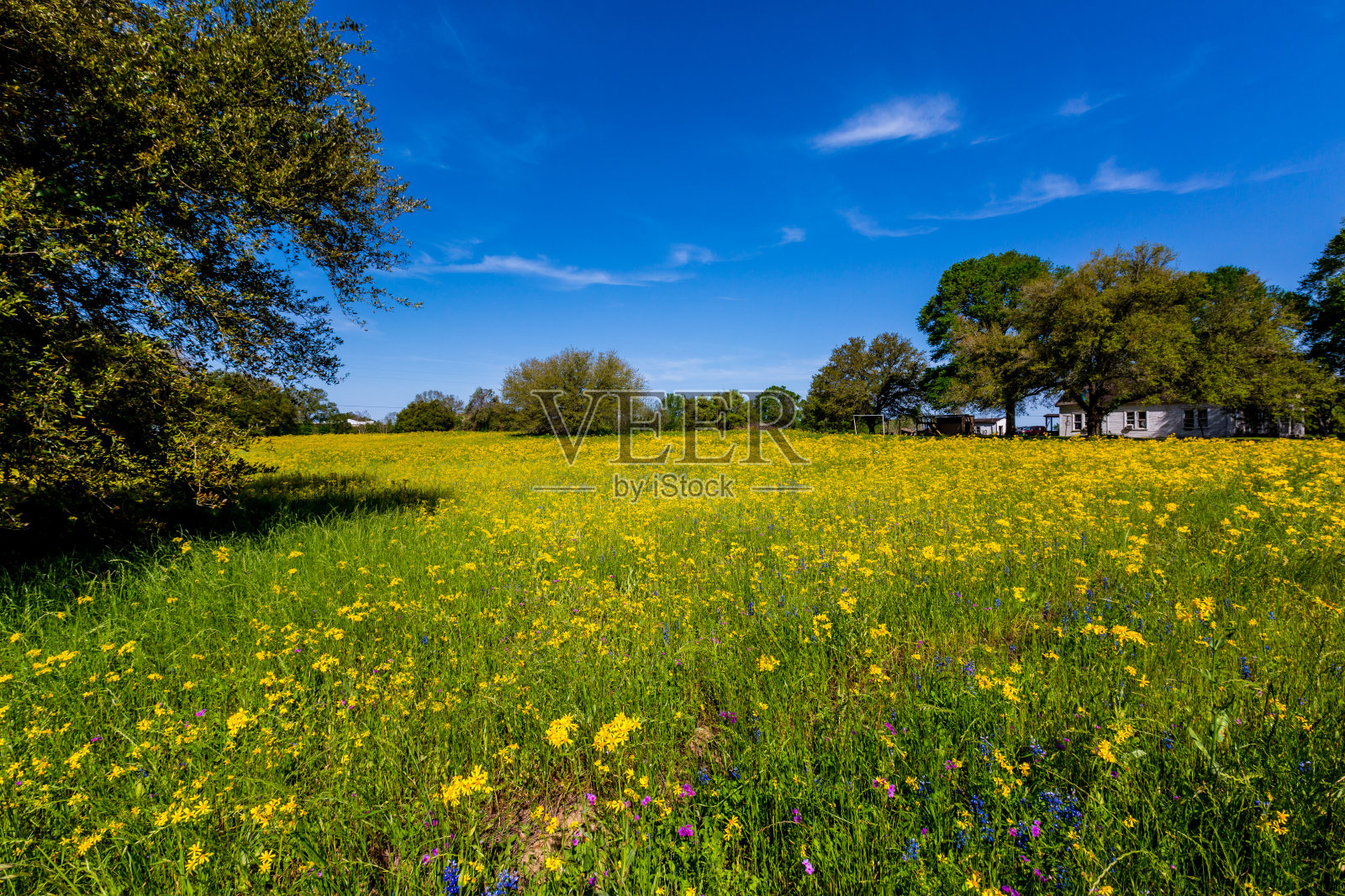 美丽的黄色野花在德州的田野照片摄影图片