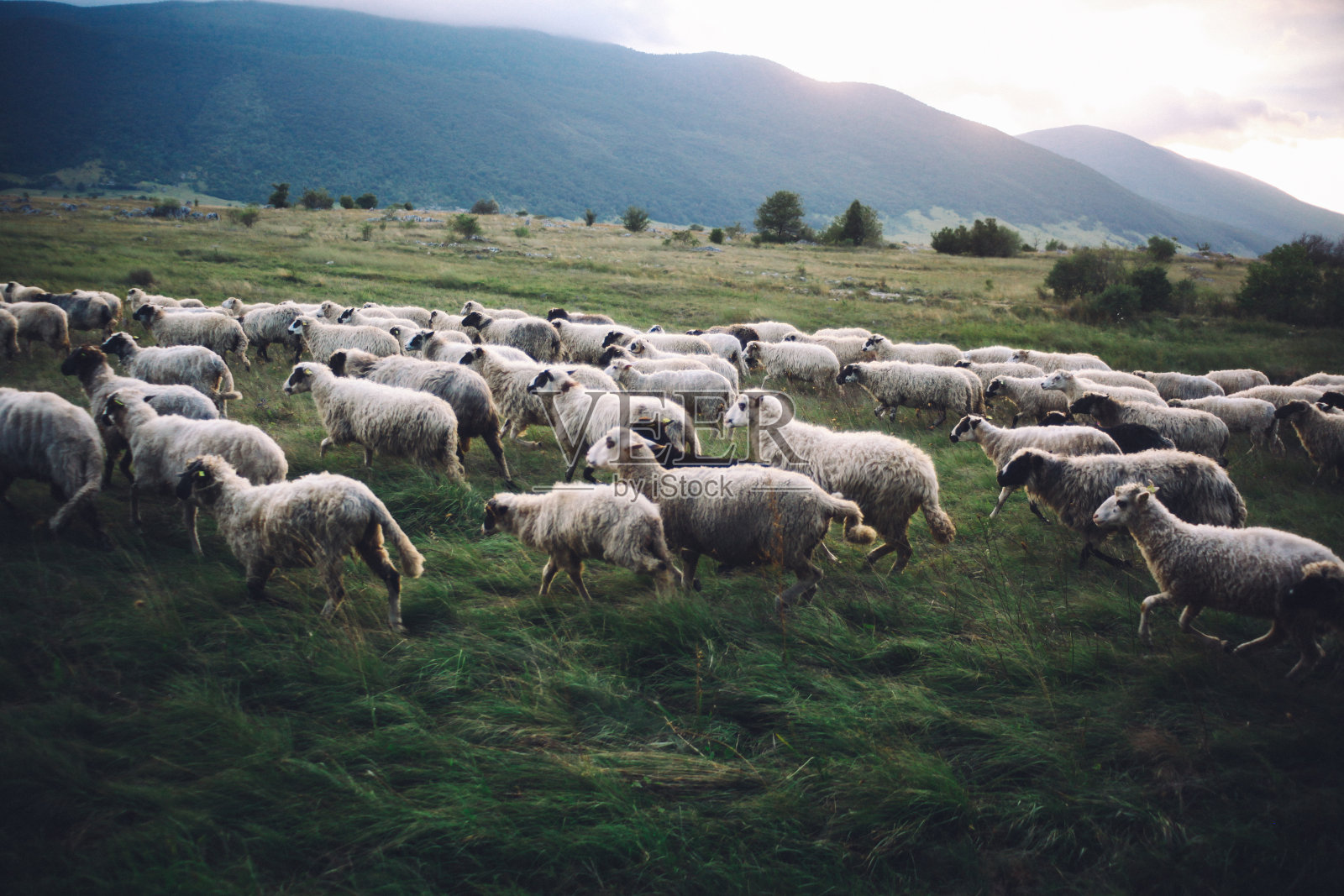 羊群在田野里奔跑照片摄影图片