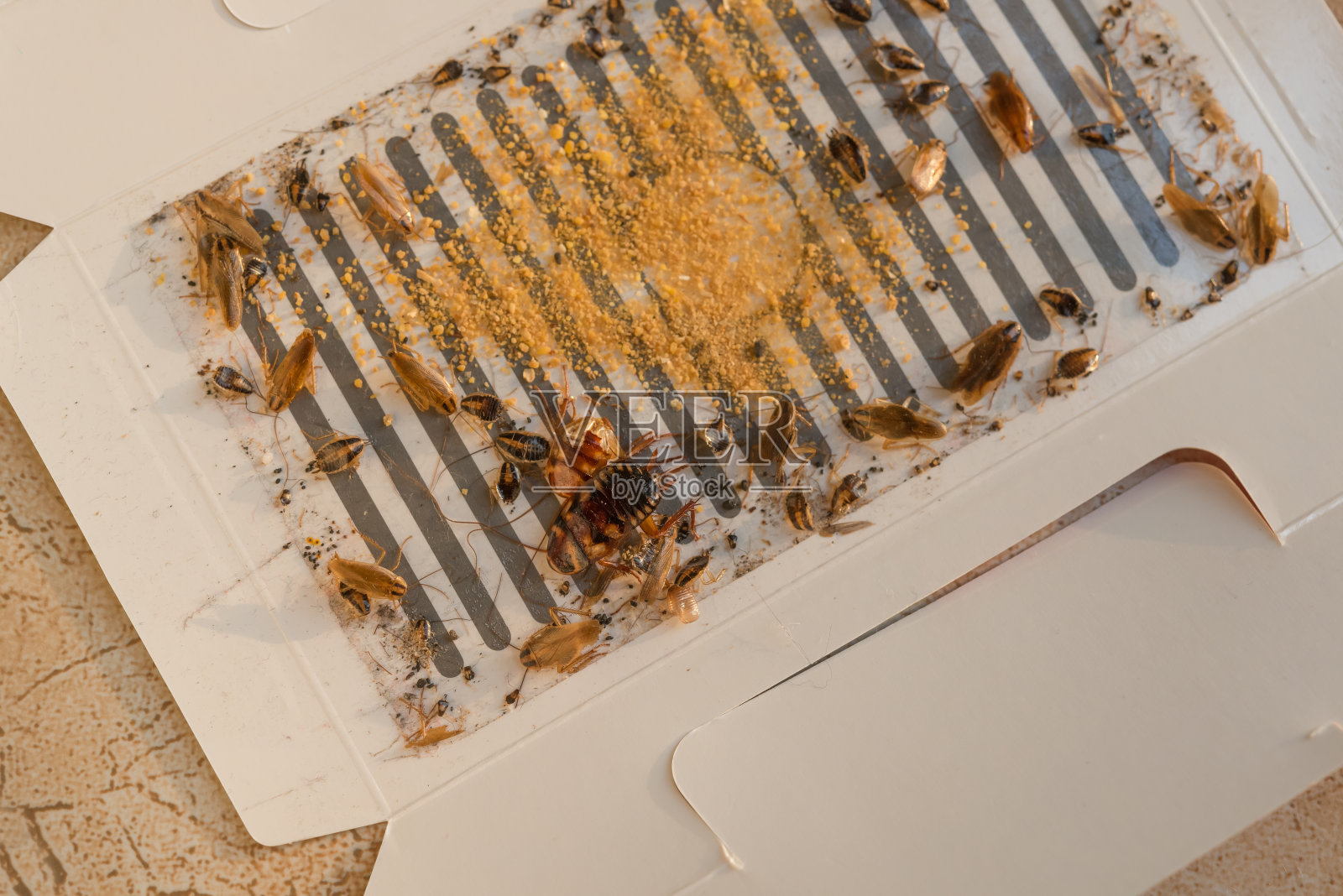 许多蟑螂都被贴纸或带有诱饵的捕虫器逮住了照片摄影图片