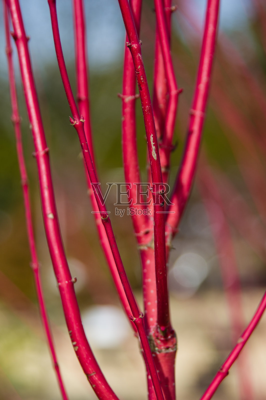 冬天的红枝山茱萸照片摄影图片