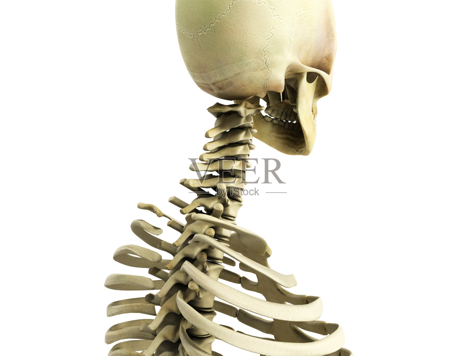 医学上精确的骨骼系统的3d插图设计元素图片