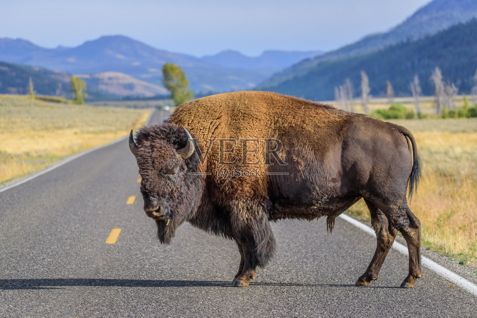 路上的雄性大野牛照片摄影图片