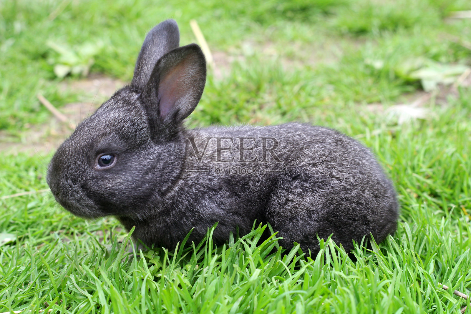 兔子在绿草地上照片摄影图片